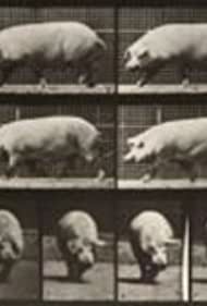 Pig Walking (1887)