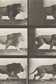 Lion Walking (1887)