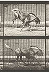 Gnu Bucking and Galloping (1887)